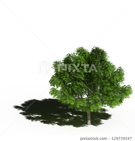 large tree with a shadow under it, isolated on a transparent background, 3D illustration, cg render 129739347