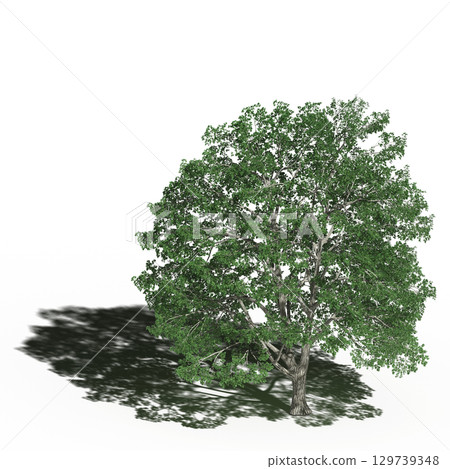 large tree with a shadow under it, isolated on a transparent background, 3D illustration, cg render 129739348