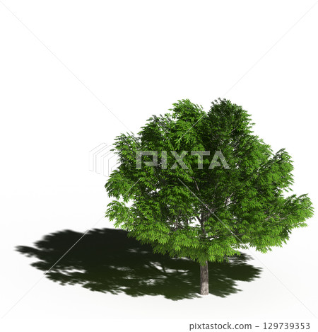 large tree with a shadow under it, isolated on a transparent background, 3D illustration, cg render 129739353