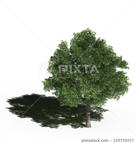 large tree with a shadow under it, isolated on a transparent background, 3D illustration, cg render 129739357
