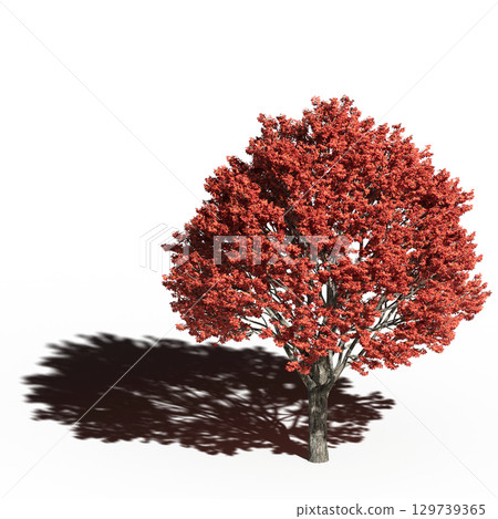 large tree with a shadow under it, isolated on a transparent background, 3D illustration, cg render 129739365