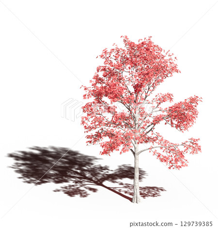 large tree with a shadow under it, isolated on a transparent background, 3D illustration, cg render 129739385
