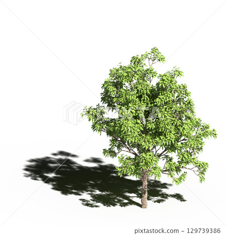 large tree with a shadow under it, isolated on a transparent background, 3D illustration, cg render 129739386