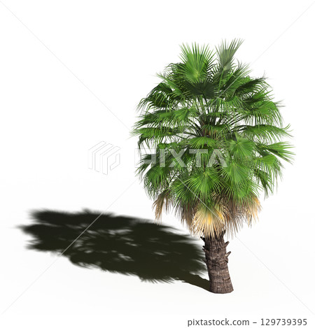large tree with a shadow under it, isolated on a transparent background, 3D illustration, cg render large tree with a shadow under it, isolated on a transparent background, 3D illustration, cg render 129739395