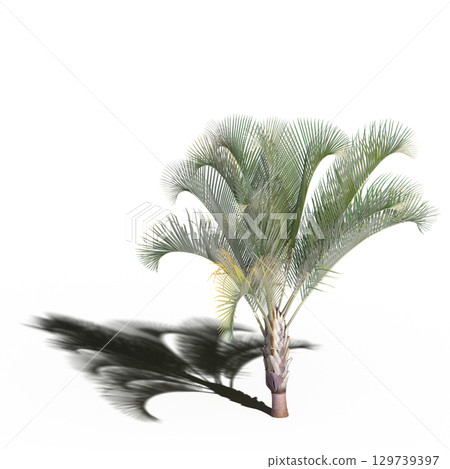large tree with a shadow under it, isolated on a transparent background, 3D illustration, cg render 129739397