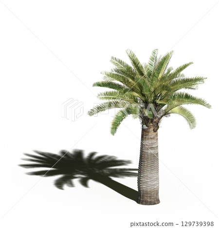 large tree with a shadow under it, isolated on a transparent background, 3D illustration, cg render 129739398