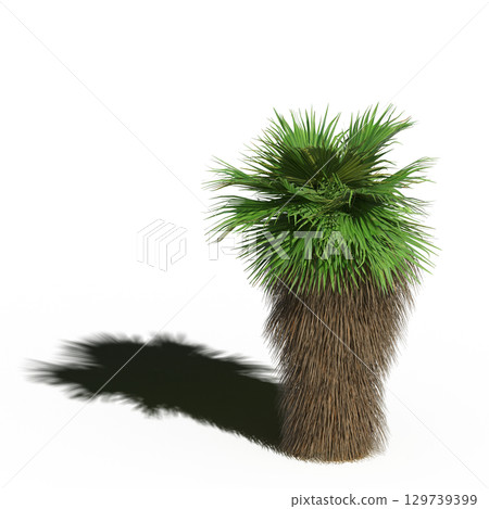 large tree with a shadow under it, isolated on a transparent background, 3D illustration, cg render large tree with a shadow under it, isolated on a transparent background, 3D illustration, cg render 129739399