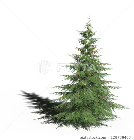 large tree with a shadow under it, isolated on a transparent background, 3D illustration, cg render 129739403
