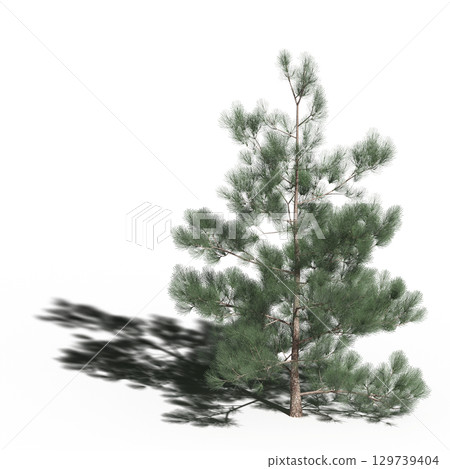 large tree with a shadow under it, isolated on a transparent background, 3D illustration, cg render large tree with a shadow under it, isolated on a transparent background, 3D illustration, cg render 129739404