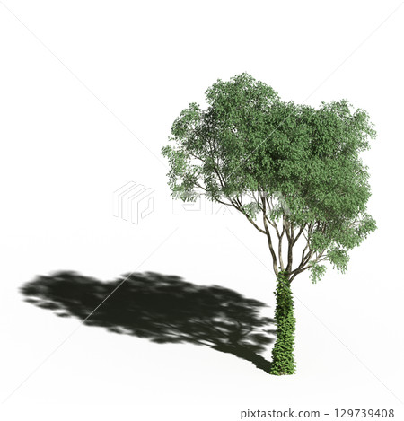 large tree with a shadow under it, isolated on a transparent background, 3D illustration, cg render 129739408