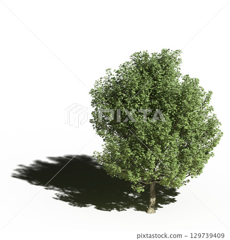 large tree with a shadow under it, isolated on a transparent background, 3D illustration, cg render 129739409
