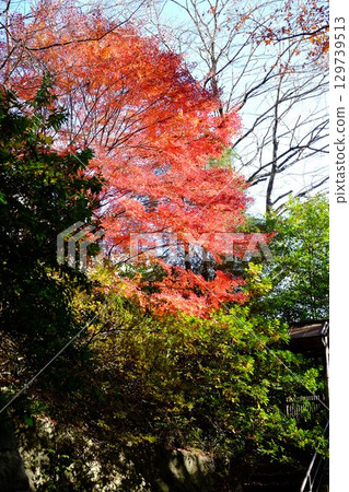 Autumn leaves at the back gate [Tsukui, Sagamihara City, December] 129739513