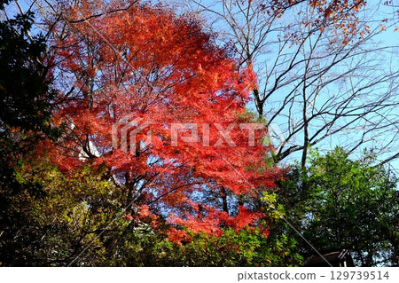 藍天下的楓葉 [相模原市津久井，十二月] 129739514