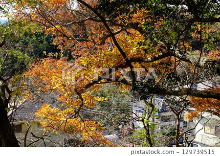 鋸齒橡樹枝上的黃葉 [相模原市津久井 十二月] 129739515