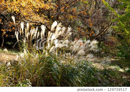 初冬的芒草和黃櫟葉【相模原市津久井 12月】 129739517