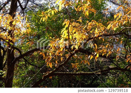 Yellow leaves of sawtooth oak trees [Tsukui, Sagamihara City, December] 129739518