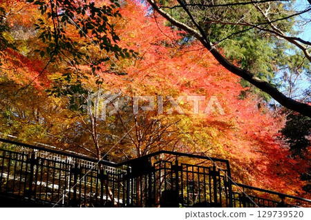 被秋葉環繞的散步道【相模原市津久井 12月】 129739520