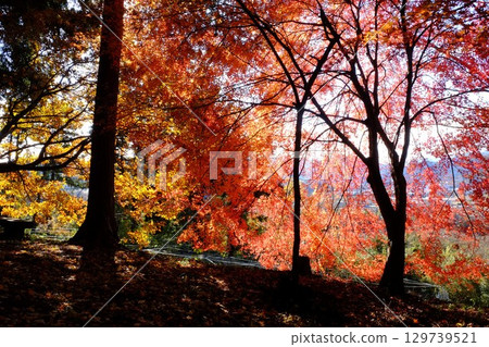 紅葉競相競放【相模原市津久井 12月】 129739521