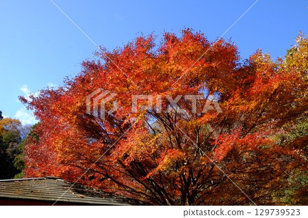 藍天映襯下閃閃發光的楓葉【相模原市津久井 12月】 129739523