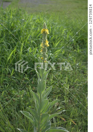 Yellow flowers blooming on the roadside 129739814