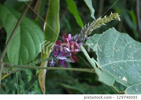 紫色kudzu花 紫色kudzu花 129740085