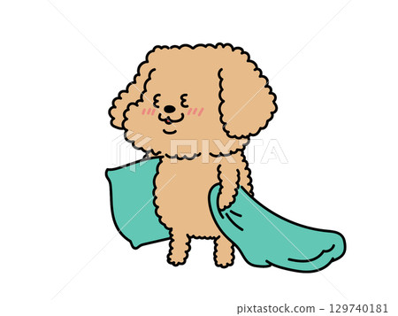 昏昏欲睡的貴賓犬 129740181