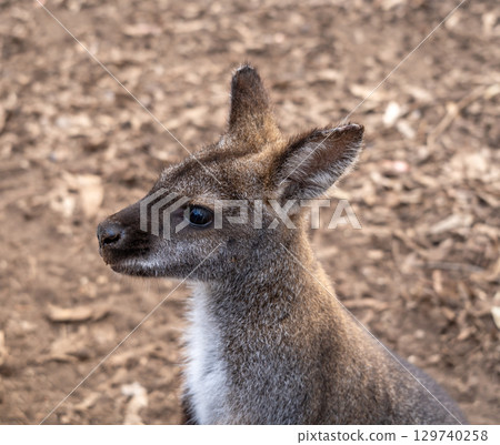 Wallaby standing on dry ground in Kangaroo Island, Australia 129740258