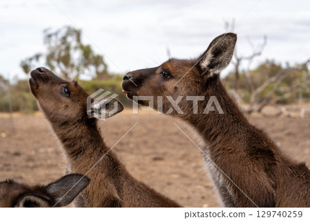 Kangaroos standing on dry ground on Kangaroo Island, Australia 129740259