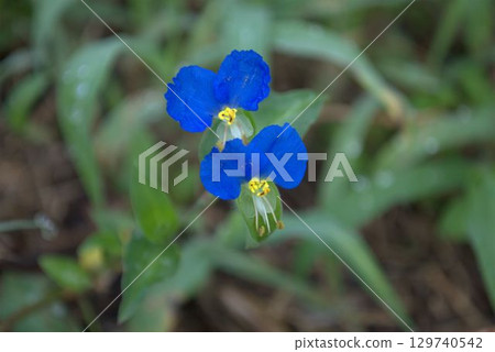 雙藍鴨跖草 129740542