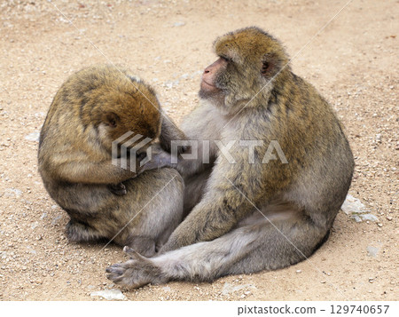 Barbary macaques engage in grooming behavior at Monkey Forest park in France 129740657