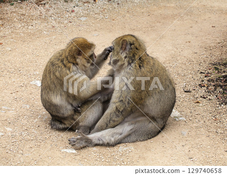 Barbary macaques engage in grooming behavior at Monkey Forest park in France 129740658