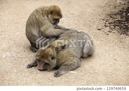 Monkeys grooming each other in Monkey Forest park in France Monkeys grooming each other in Monkey Forest park in France 129740659
