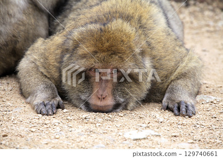Barbary macaques engage in grooming behavior at Monkey Forest park in France 129740661