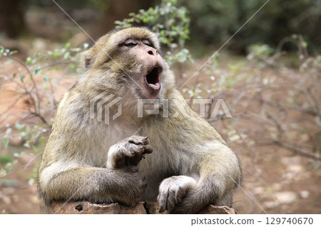 Barbary macaque yawning while resting on rocks in Monkey Forest park in France Barbary macaque yawning while resting on rocks in Monkey Forest park in France 129740670
