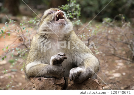Barbary macaque yawning while resting on rocks in Monkey Forest park in France Barbary macaque yawning while resting on rocks in Monkey Forest park in France 129740671