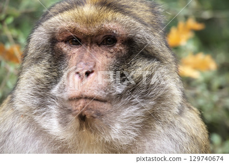 Close up portrait of barbary macaque in Monkey Forest park in France Close up portrait of barbary macaque in Monkey Forest park in France 129740674