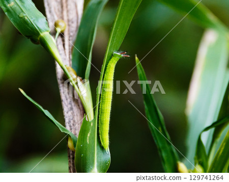 蛺蝶科（Acanthoptera nigricans）的末齡幼蟲，以禾本科植物薏米為食 129741264