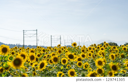 向日葵田和夏日陽光 129741305