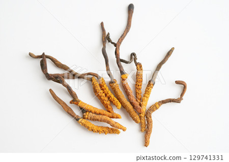 Cordyceps sinensis or Ophiocordyceps sinensis isolated on white background, mushroom herb treatment medicine. 129741331