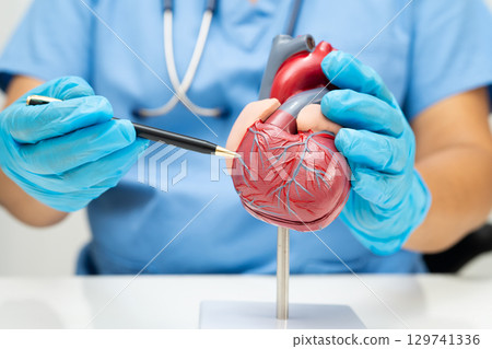 Cardiovascular disease CVD, doctor with heart human model anatomy for treatment patient in hospital. 129741336