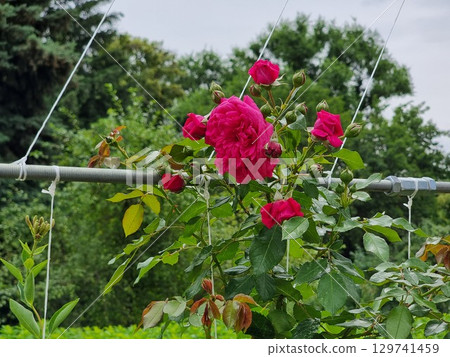Beautiful Roses In The Garden 129741459