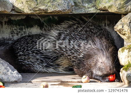 Indian crested Porcupine, Hystrix indica in a german nature park Indian crested Porcupine, Hystrix indica in a german nature park 129741476