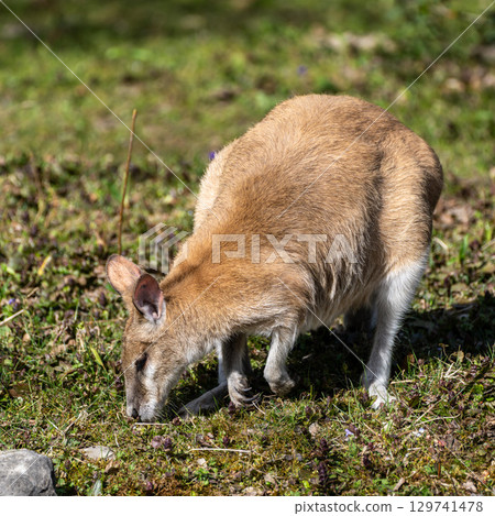The agile wallaby, Macropus agilis also known as the sandy wallaby 129741478