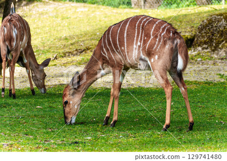 Nyala Antelope - Tragelaphus angasii. Wild life animal. Nyala Antelope - Tragelaphus angasii. Wild life animal. 129741480