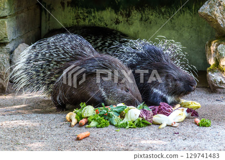 Indian crested Porcupine, Hystrix indica in a german nature park Indian crested Porcupine, Hystrix indica in a german nature park 129741483