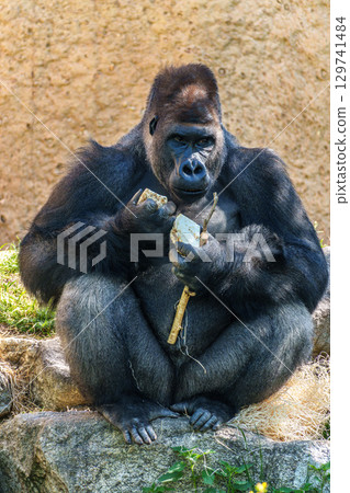 Gorillas are ground-dwelling, predominantly herbivorous apes, Sub-Saharan Africa 129741484