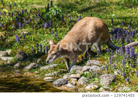 The agile wallaby, Macropus agilis also known as the sandy wallaby 129741485
