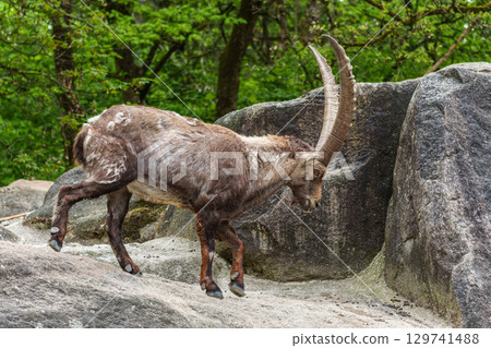 Alpine ibex, Capra ibex is a species of wild goat that lives in the mountains of the European Alps. 129741488