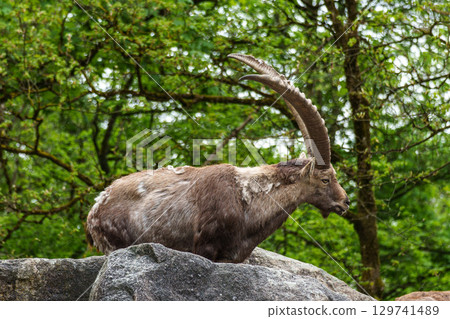 Alpine ibex, Capra ibex is a species of wild goat that lives in the mountains of the European Alps. 129741489