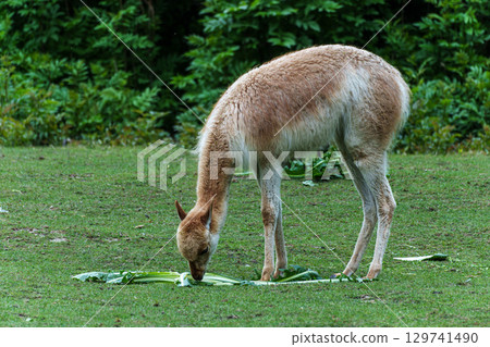 Vicunas, Vicugna Vicugna, relatives of the llama in a German park 129741490